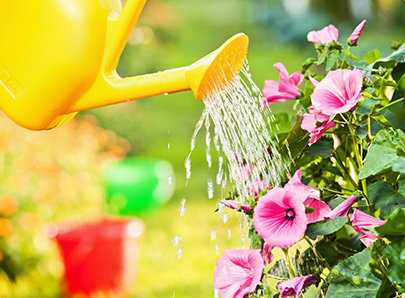 Arrosoir - Tuyau d'arrosage