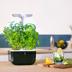 Potager d'intérieur