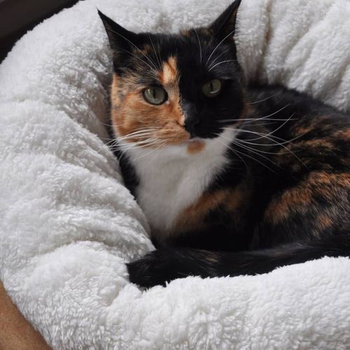 Lit Pour Chat/chien Laine D'agneau Beignet Marron