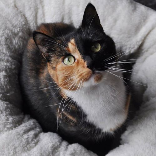 Lit Pour Chat/chien Laine D'agneau Beignet Marron