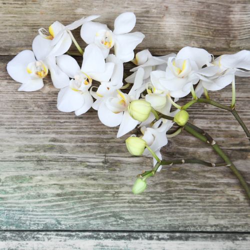 Tableau Sur Toile Orchidée 45x45 Cm
