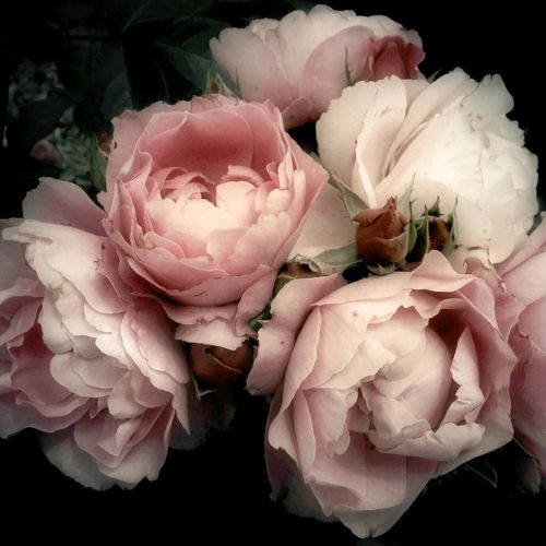 Tableau Sur Toile Fleur Romantique 30x30 Cm