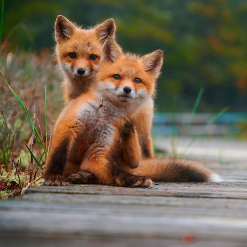 Tableau Sur Toile Renardeaux 30x30 Cm