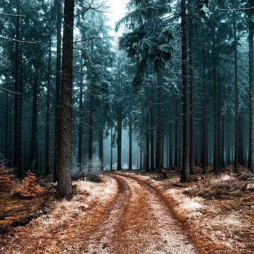 Tableau Sur Toile Sentier 90x90 Cm