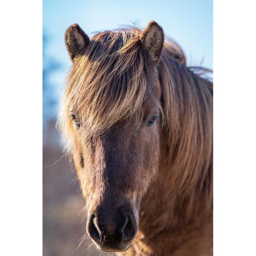 Tableau Sur Toile Cheval Nature 45x65 Cm