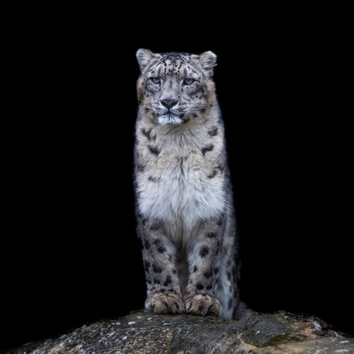 Tableau Sur Toile Puma Noir Et Blanc 45x45 Cm