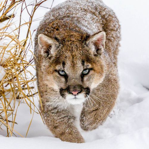 Tableau Sur Toile Puma Enneigé 30x30 Cm