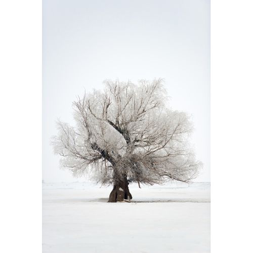 Tableau Sur Verre Arbres Enneigés 45x65 Cm