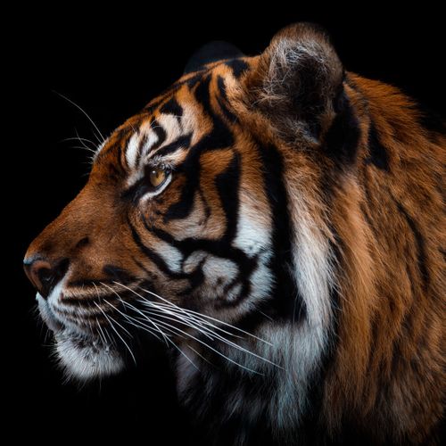 Tableau Sur Toile Tigre De Face 30x30 Cm