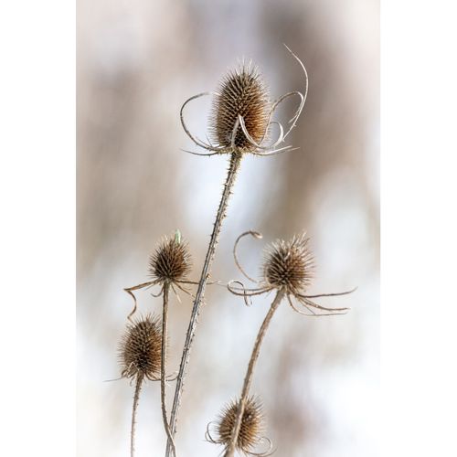Tableau Sur Verre Chardon Hivernal 45x65 Cm