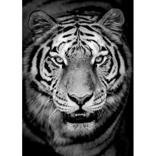 Tableau Sur Toile Tigre En Noir Et Blanc 30x45 Cm