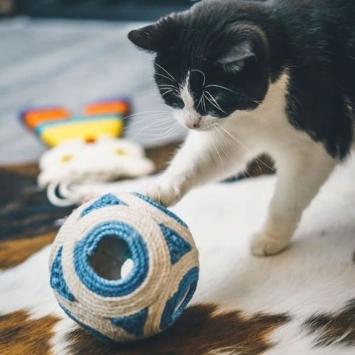 Griffoir XXL - Aimé - Boule Bleue + 1 Balle 11.5cm