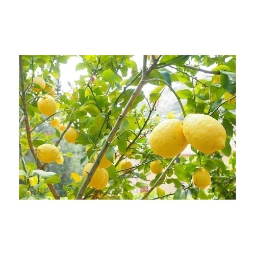 Terreau Bio Pour Agrumes Et Plantes Méditerranéennes 40 L 40 Litres