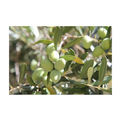 Terreau Bio Pour Agrumes Et Plantes Méditerranéennes 40 L 40 Litres