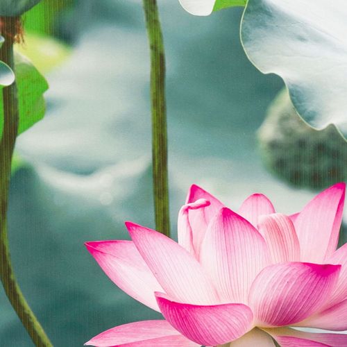 Abattant Easy Clip à Descente Assistée Fleuri - 49.5x38 Cm - Vert