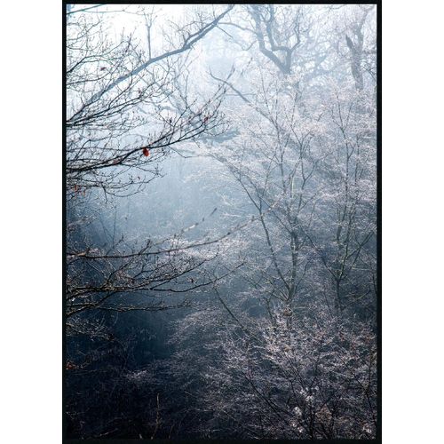 Toile 50x70 cm FORET Lario noir