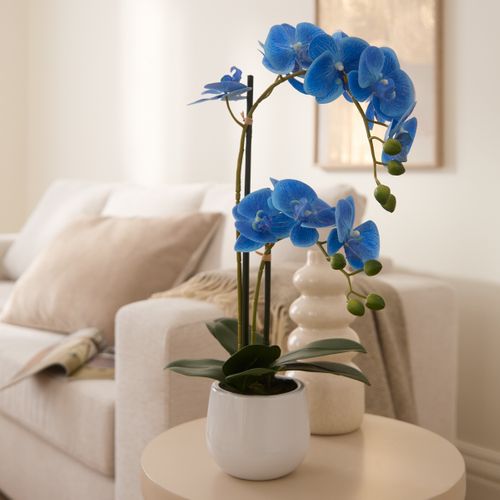Orchidées pot H. 51 cm  Blanc / Bleu / Rose