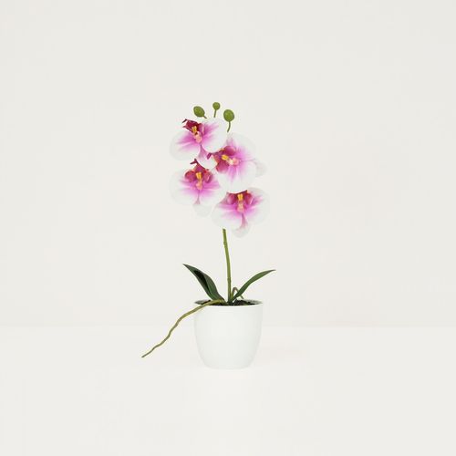 Orchidee Artificielle Blanc-fuchsia 35cm