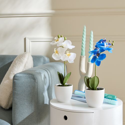 Orchidées pot H. 36 cm  Blanc / Bleu / Rose