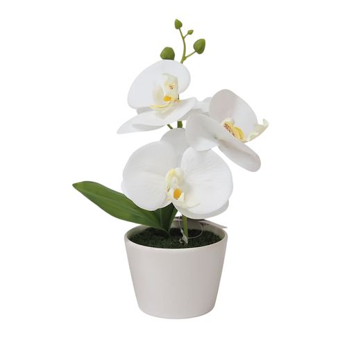 Orchidée H. 23 cm - Blanc, fuchsia ou blanc-rose