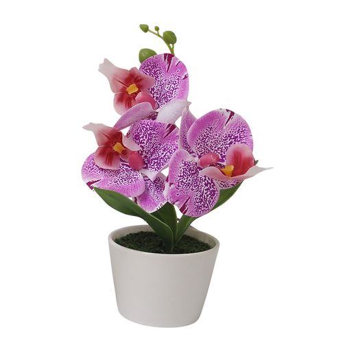 Orchidée H. 23 cm - Blanc, fuchsia ou blanc-rose