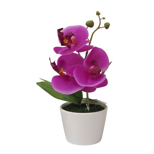 Orchidée H. 23 cm - Blanc, fuchsia ou blanc-rose