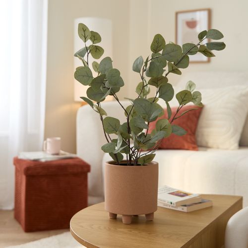 Eucalyptus en pot H. 60 cm - Vert clair / vert foncé