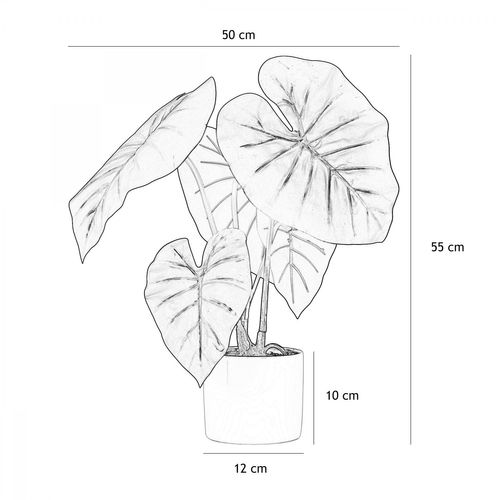 Taro monstera ASS  Vert