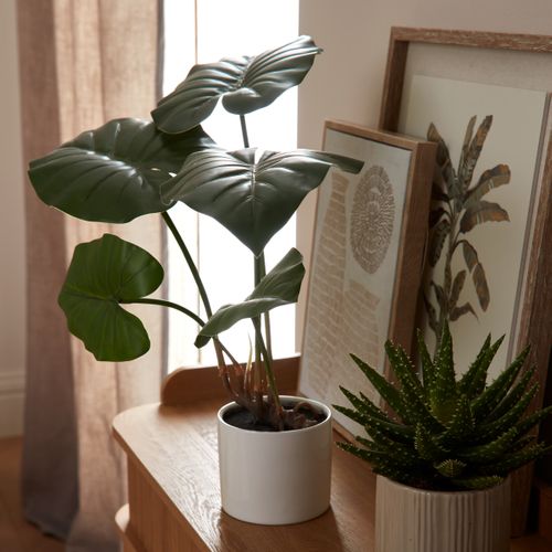 Taro monstera ASS  Vert