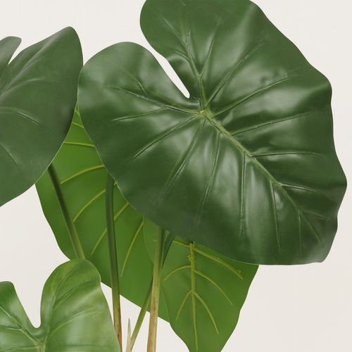 Taro monstera ASS  Vert