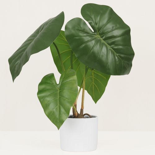 Taro monstera ASS  Vert