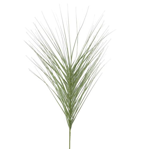 Herbe tige H. 90 cm  Vert