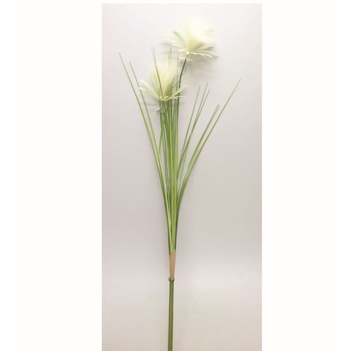 Papyrus tige plumeau H113  Vert et blanc