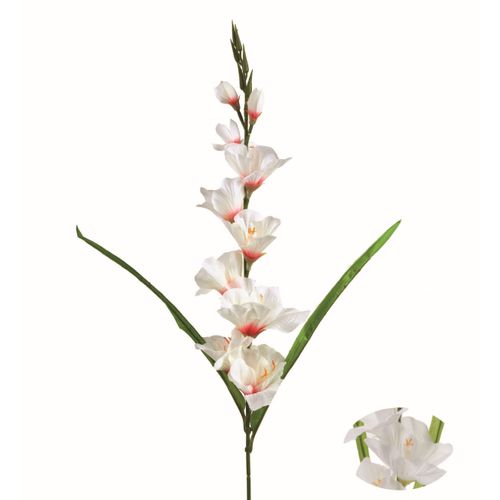 Glaieul tige 7 fleurs H. 80 cm Blanc