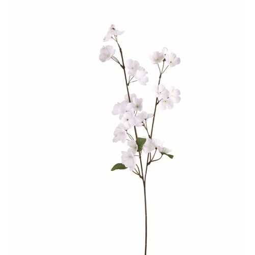 Pommier tige H. 75 cm  Blanc