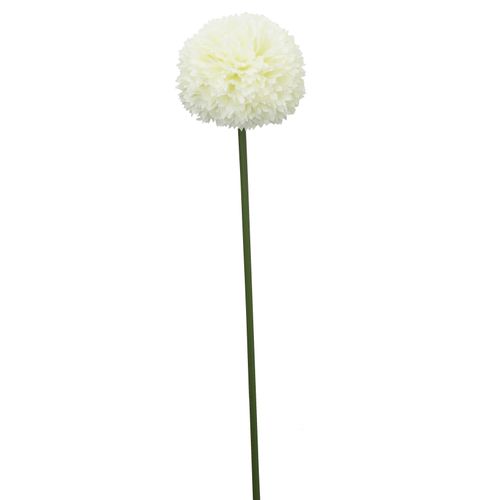 Allium tige H. 72 cm Crème