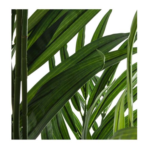 Palmier H.230 cm ARECA Vert