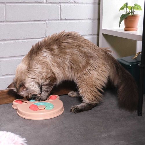 Jeu D'intelligence Pour Chien Et Chat