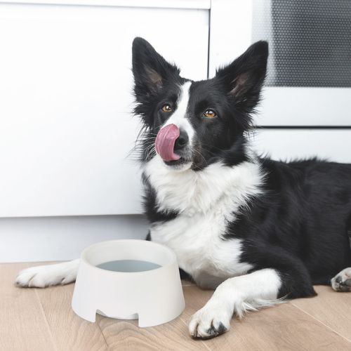 Gamelle Anti Éclaboussures - D. 17 Cm