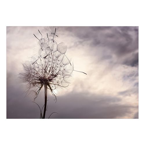 Papier Peint Gentle Wind 250 X 175 Cm Gris