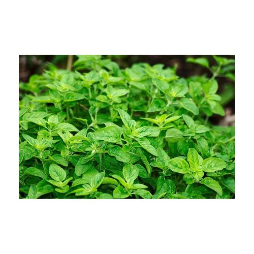 Terreau Bio Actif 40 Litres Lot De 5