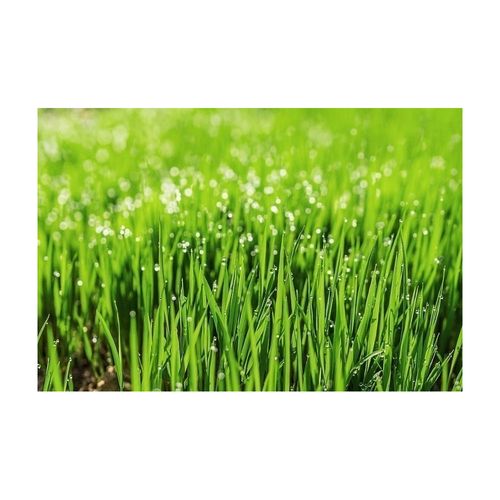 Terreau Lombricompost Régénérant Lot De 5