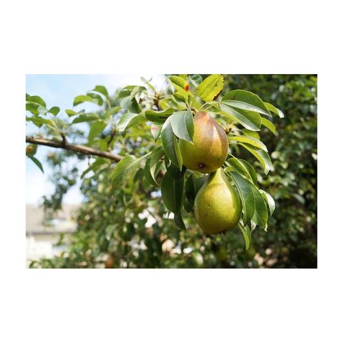 Terreau Lombricompost Régénérant Lot De 3