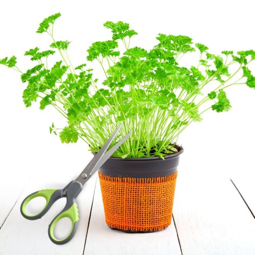 Ciseaux Universels Nirosta Fit