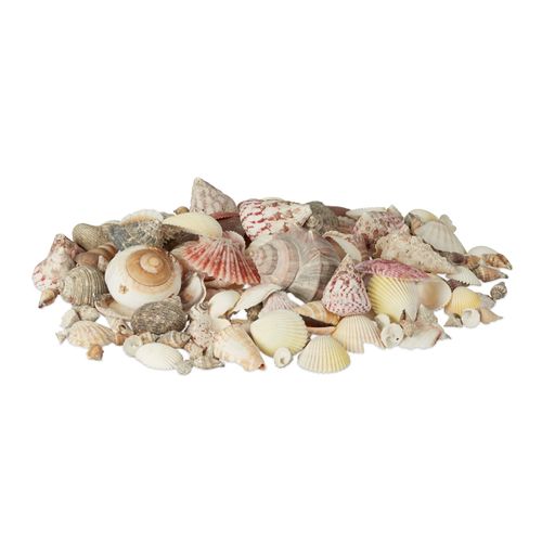 Mélange De Coquillages Coquille Mer 1kg