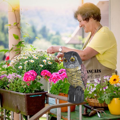 Épouvantail Chouette