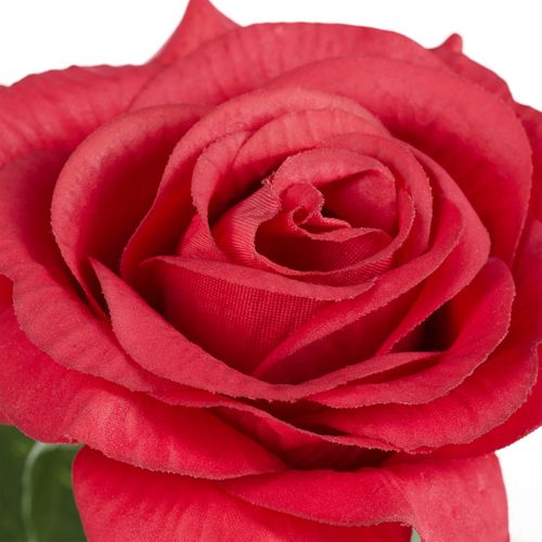 Rose Éternelle Sous Cloche Avec Lumière