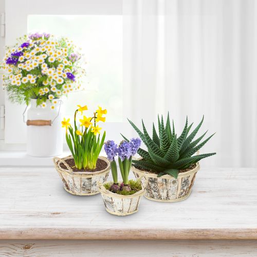 Lot De 3 Pots De Fleurs Ronds En Bouleau