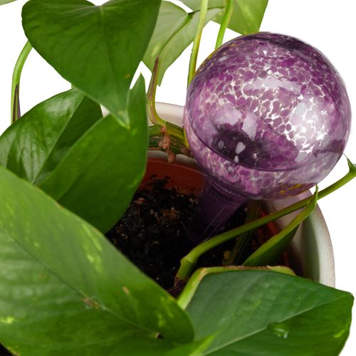 Globes D'arrosage En Verre En Lot De 4