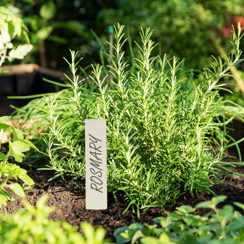 Lot De 120 Tableaux à Plantes En Bois